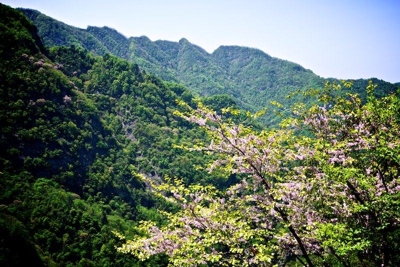 Wudang Mountains in blossom